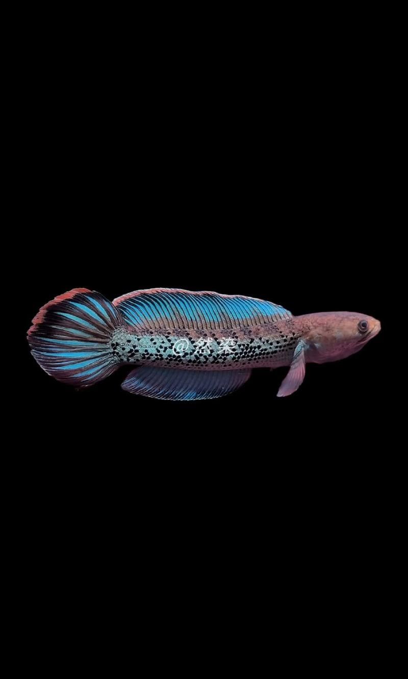雷龍魚體型大小排行圖鑒 雷龍魚體型大小排行圖鑒 龍魚百科 第24張