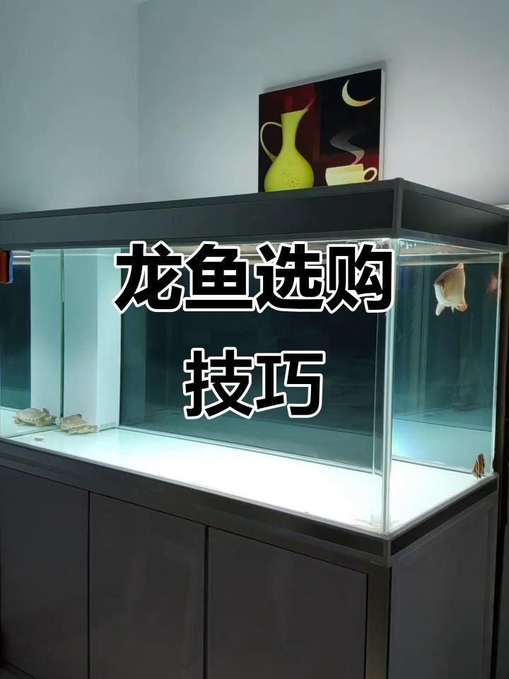 過背金龍挑選技巧指南