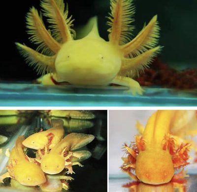 六角恐龍魚尾巴斷了可以再生嗎：六角恐龍魚尾巴斷了可以再生的尾巴斷了可以再生嗎