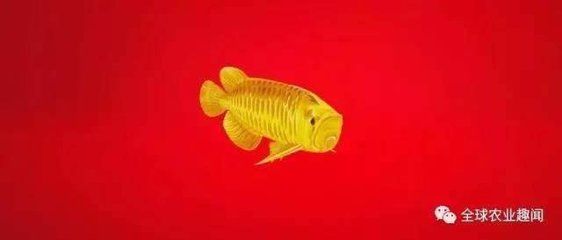 金龍魚背后的神秘家族：揭秘金龍魚背后的神秘家族:比李嘉誠更富有卻極其低調