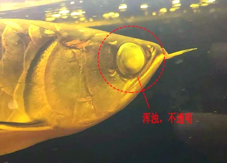 龍魚蒙眼的原因和治療方法視頻講解圖片大全