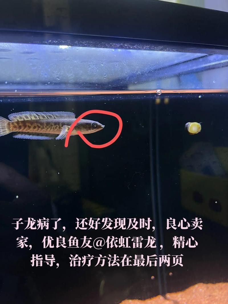 龍魚蒙眼的原因和治療方法視頻講解圖片大全