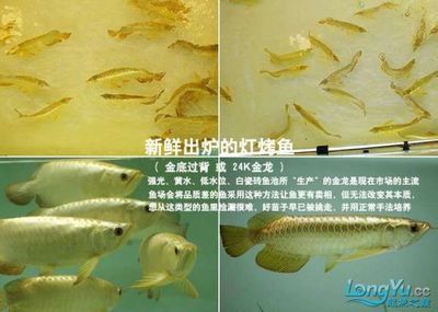 紅龍魚的體型還會變化嗎為什么不能養：關于紅龍魚體型變化和飼養難點的詳細解釋 紅龍魚的體型還會變化嗎為什么不能養：關于紅龍魚體型變化和飼養難點的詳細解釋 龍魚百科 第2張
