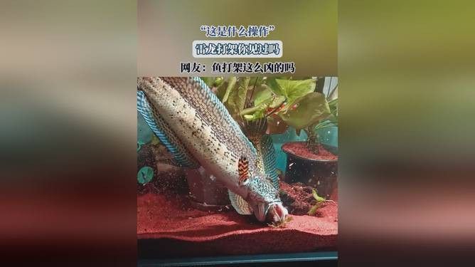 金龍魚(yú)和雷龍魚(yú)打架視頻播放