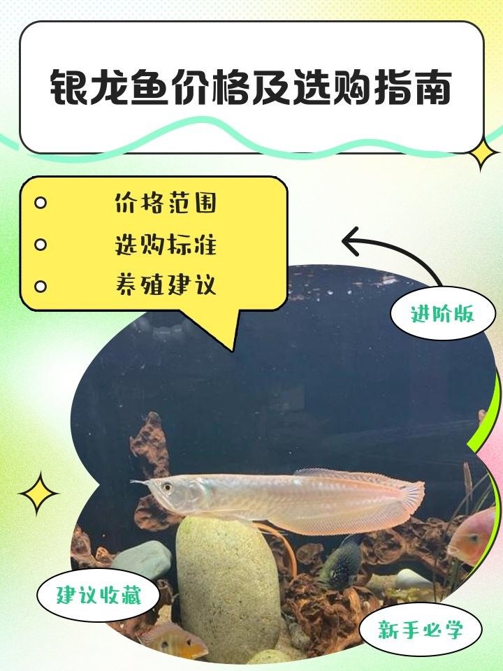銀龍魚20公分多少錢一條