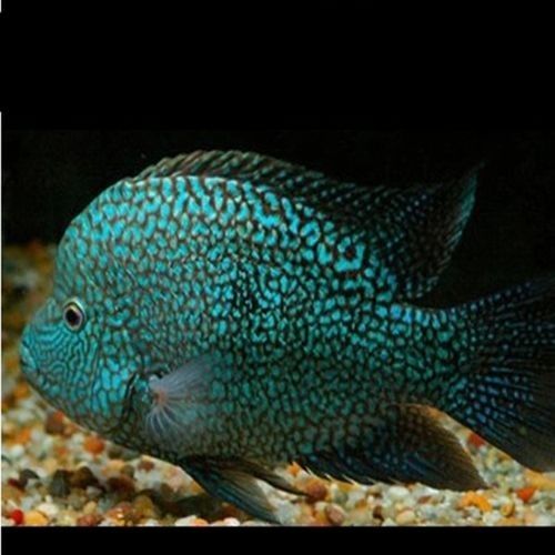 銀龍魚20公分多少錢一條