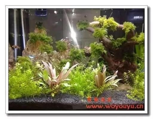 不同魚類適宜的底砂類型：魚類的底砂類型