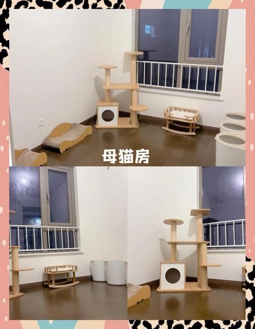 龍貓和貓一起養需要多久才能適應？