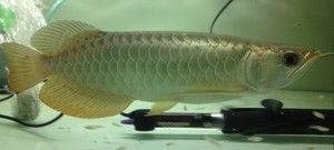 如何查龍魚芯片真偽查詢網站，龍魚芯片查詢操作指南，無芯片龍魚購買注意事項