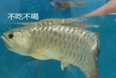新家買(mǎi)的金龍魚(yú)死了好不好（金龍魚(yú)為什么突然死亡？）