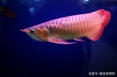 黃尾龍魚是什么品種？：黃尾龍魚是一種什么樣的魚？