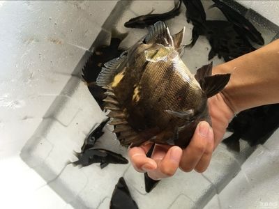 如何從印尼進口龍魚蝦：印尼進口龍蝦的基本流程和所需資料