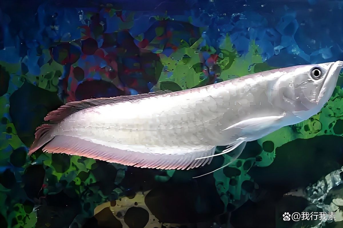 銀龍魚潰爛期間需要禁食嗎？
