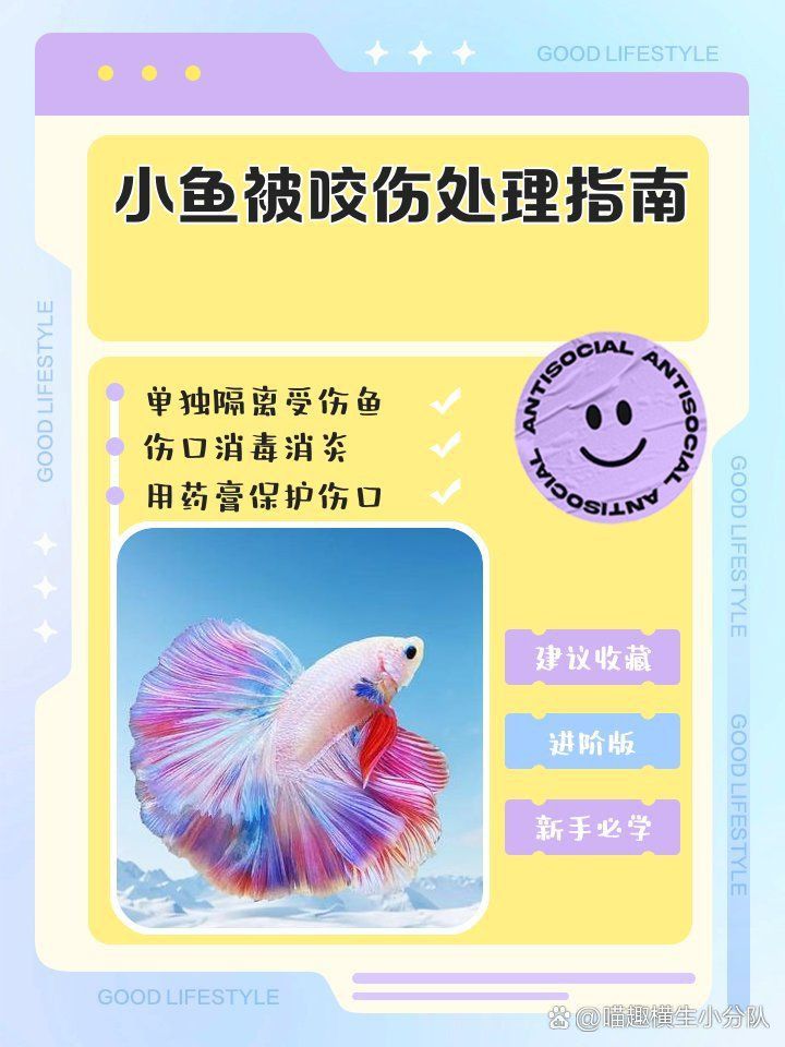 龍魚被咬后需要單獨飼養(yǎng)嗎？