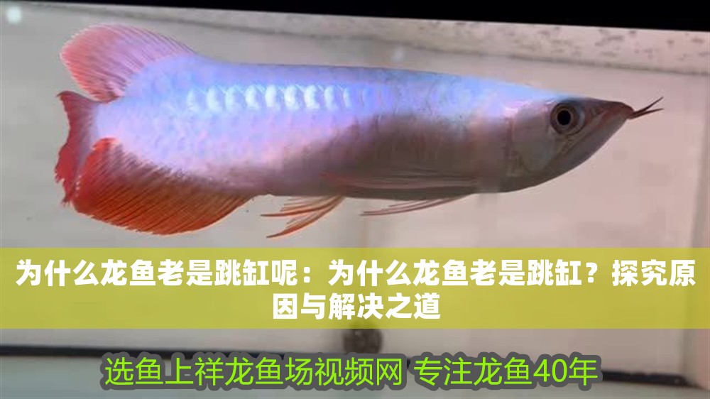 白子紅龍魚：白子龍魚價格多少？全面解析白子龍魚的市場行情與選購指南