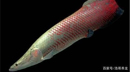 巨骨舌魚和龍魚，誰厲害？：世界上最大的淡水魚之一巨骨舌魚和龍魚誰厲害