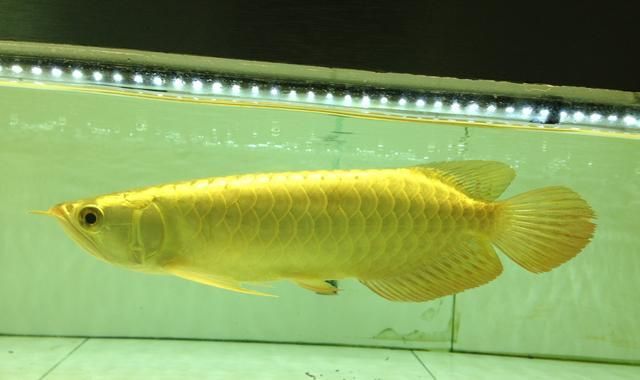 價值百萬的金龍魚價格是多少：價值百萬的金龍魚價格是多少金龍魚價格是多少