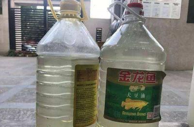 養金龍魚水里用放鹽嗎：養金龍魚需要注意的問題