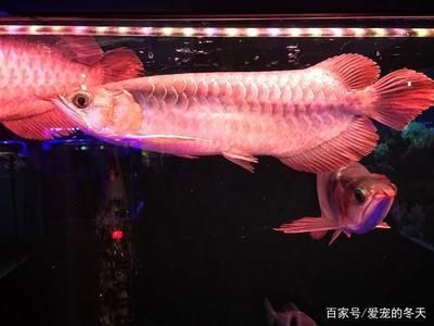 幾年的龍魚才叫成魚（金龍魚多少年可以長成成魚360問答）
