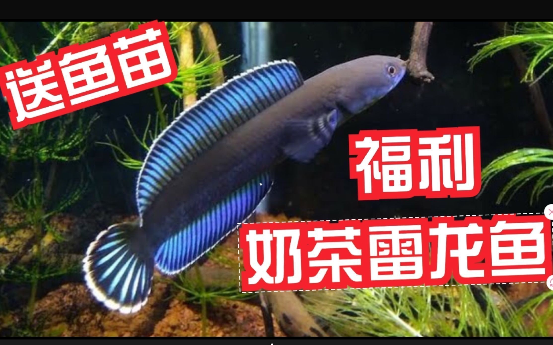 奶茶雷龍魚(yú)配對(duì)需要注意什么事項(xiàng)呢：奶茶雷龍魚(yú)配對(duì)的注意事項(xiàng)