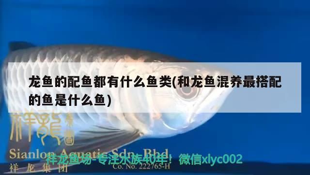 龍魚的配魚都有什么魚類(和龍魚混養(yǎng)最搭配的魚是什么魚)