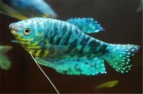 藍龍魚吃小魚（“藍龍魚吃小魚”是否會吃小魚）