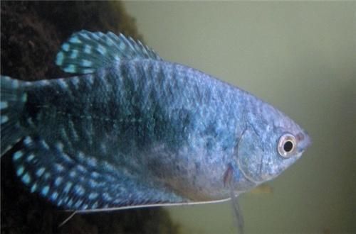 藍龍魚吃小魚（“藍龍魚吃小魚”是否會吃小魚）