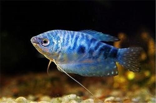 藍龍魚吃小魚（“藍龍魚吃小魚”是否會吃小魚）