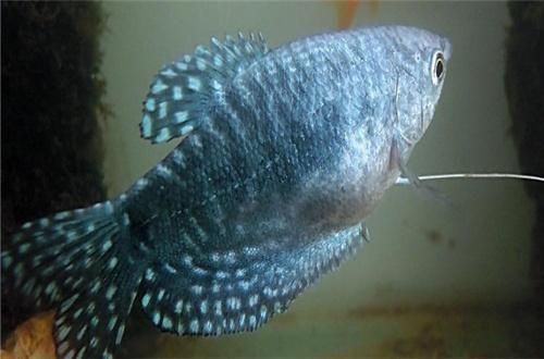 藍龍魚吃小魚（“藍龍魚吃小魚”是否會吃小魚）
