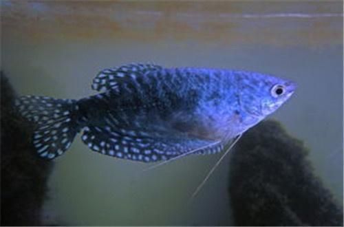 藍龍魚吃小魚（“藍龍魚吃小魚”是否會吃小魚）
