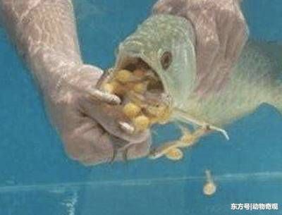 金龍魚幼崽吃什么【金龍魚幼崽的喂養方式】