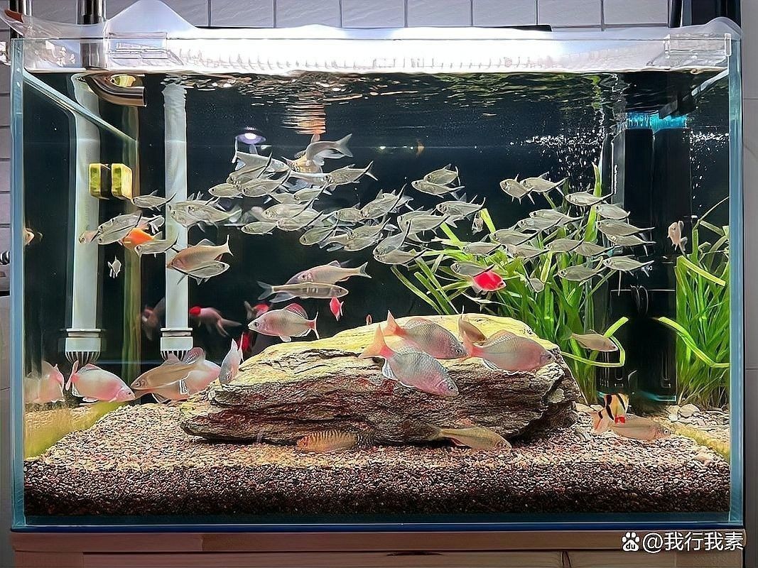 龍魚(yú)長(zhǎng)時(shí)間不喂能餓死嗎