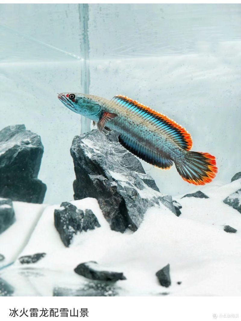 雷龍魚名字大全帶寓意