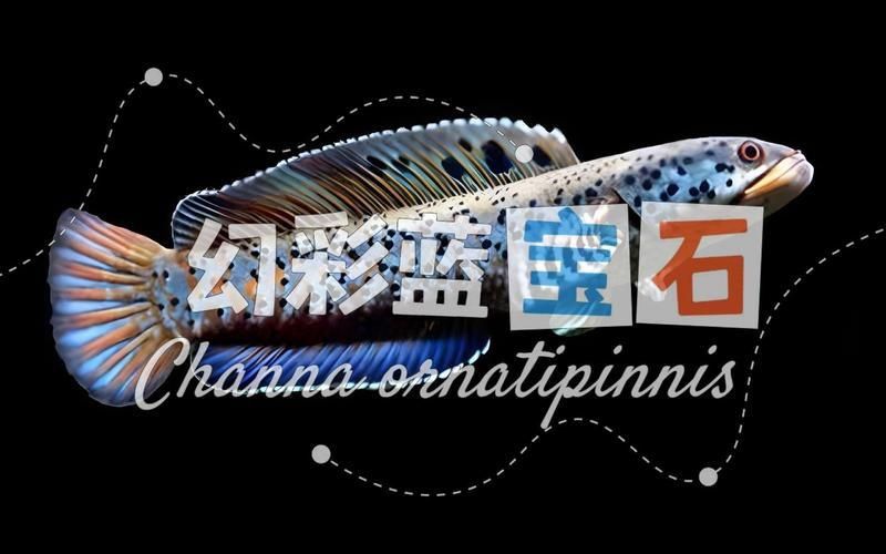 雷龍魚名字大全帶寓意