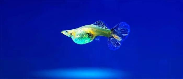 養條龍魚的成本是多少錢：養條龍魚的成本是多少錢養條龍魚的成本取決于多少錢