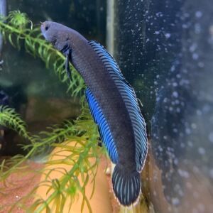 雷龍魚品種大全匯總圖：雷龍魚品種大全