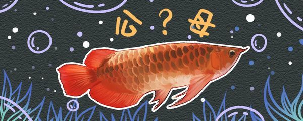 紅龍魚公母哪個好看（紅龍魚怎么分辨公母，公母能放在一起養嗎）
