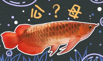 紅龍魚公母哪個好看（紅龍魚怎么分辨公母，公母能放在一起養嗎）