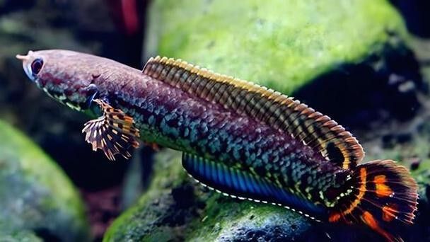 雷龍魚養(yǎng)什么品種好看