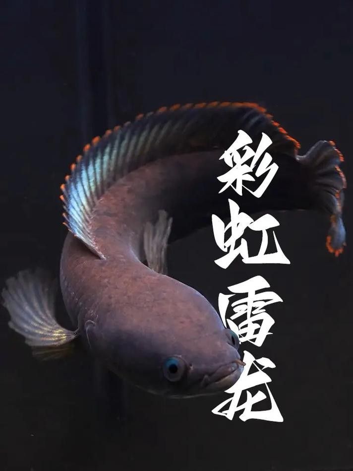 雷龍魚養(yǎng)什么品種好看