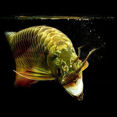 龍魚拉血最怕三個(gè)東西圖片