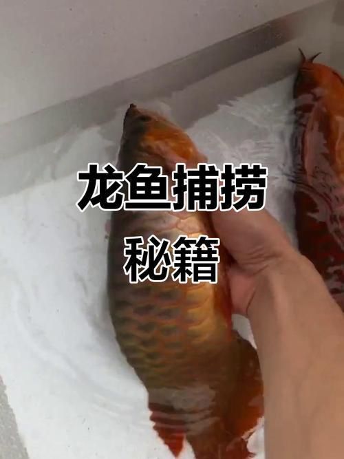 龍魚拉血最怕三個(gè)東西圖片