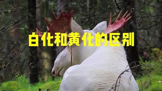 銀龍魚品種圖片大全
