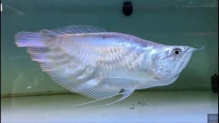 銀龍魚品種圖片大全