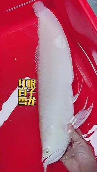銀龍魚品種圖片大全