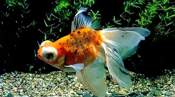 金龍魚鱗片發黑需要多久才能恢復？