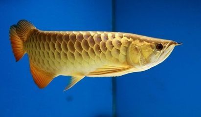 龍魚能吃牛肉嗎？（龍魚可以吃牛肉嗎？）