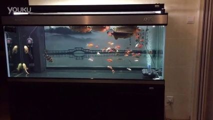 新入缸龍魚呆在上層不游動：新入缸龍魚呆在上層不游動怎么辦