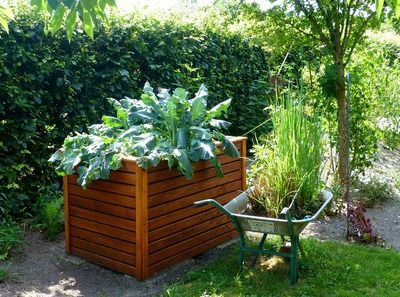 孔雀龍魚能長多大：孔雀龍魚養殖技巧分享