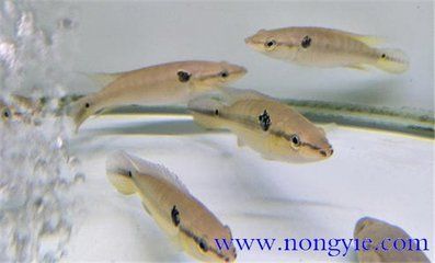 孔雀龍魚能長多大：孔雀龍魚養殖技巧分享